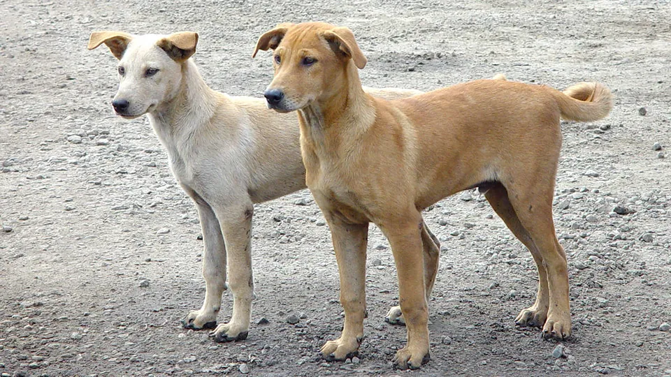 Stray Dog
